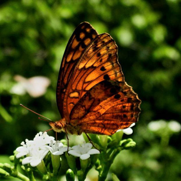 gesundheit-Schmetterling